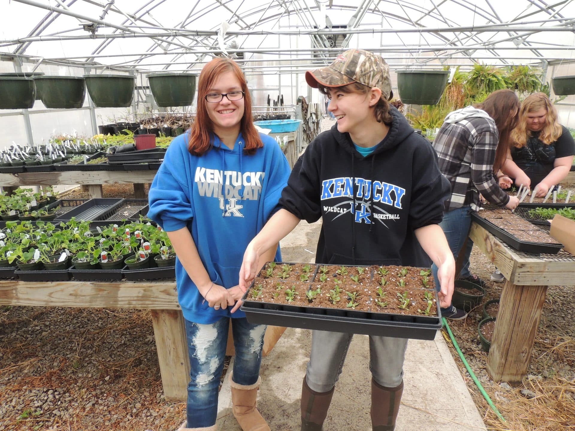 Two students in Kentucky sweatshirts carrying seedling trays in a school greenhouse