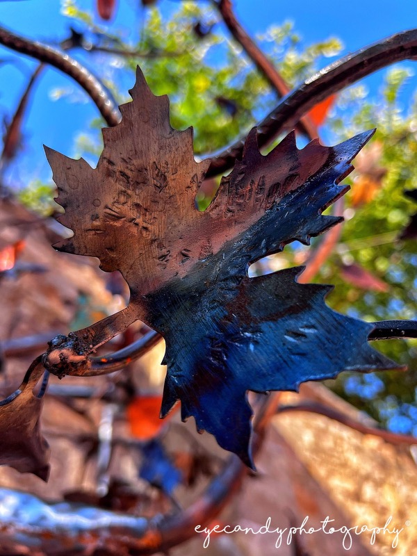 tree 18 by Frances Everage at eyecandy photography