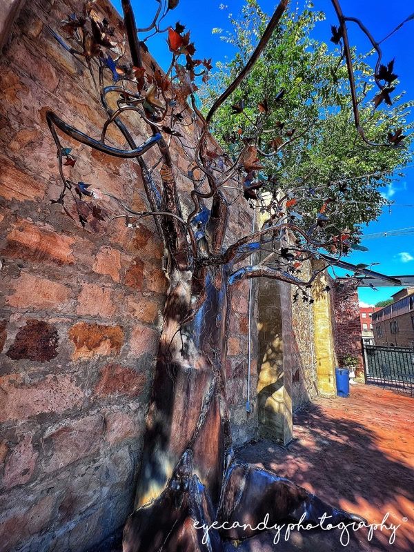 tree 21 by Frances Everage at eyecandy photography